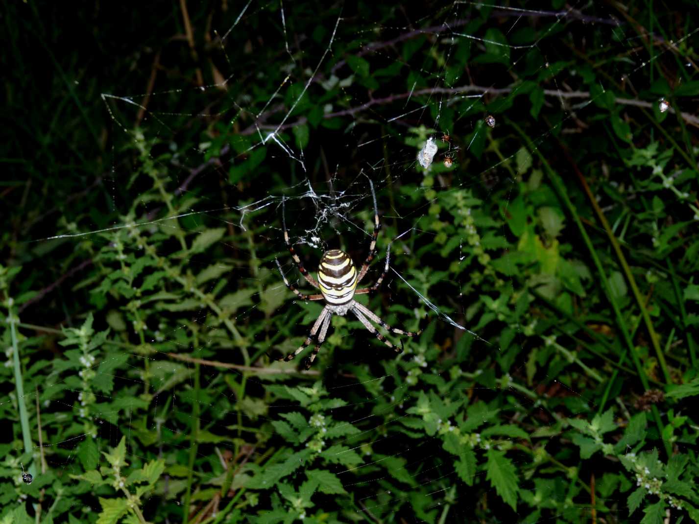 Il paradiso delll''Argiope